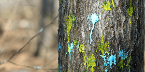 PAINTBALL ACEPTA EL DESAFÍO